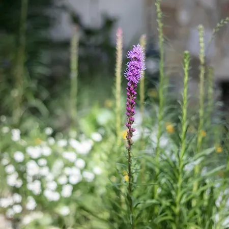 Fragrant Garden リスボン