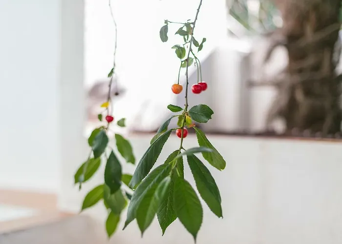 Graca Private Garden Apt, Close To Tram 28, Views & Sao Jorge Castle Lägenhet *