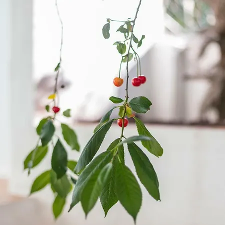 Graca Private Garden Apt, Close To Tram 28, Views & Sao Jorge Castle 아파트 *